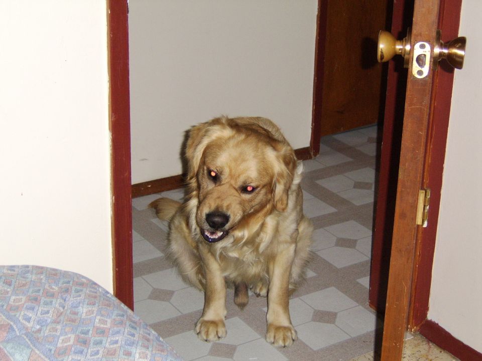 Golden retriever dog with red eyes sits in a doorway