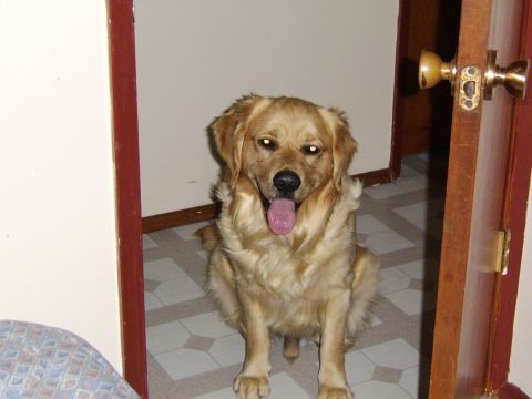 1989 Ford Bronco - Golden retriever dog sits in a doorway with its tongue out.