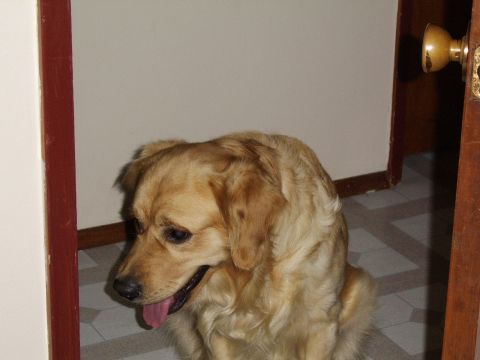 1989 Ford Bronco - A golden retriever dog is pictured indoors, looking to the side with its tongue slightly out.