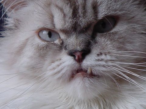 2003 Ford Crown Victoria - A close-up view of a cat's face, highlighting its distinctive fur and eye color.