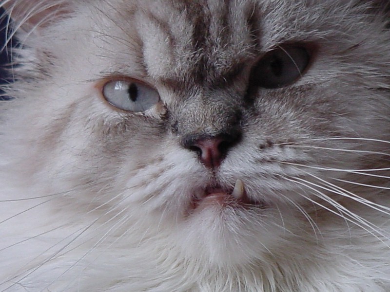 Close-up of a fluffy cream and gray Persian cat's face with one fang showing