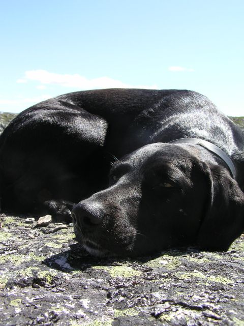 1989 Ford Bronco - A black dog rests on a rocky surface beneath a clear blue sky.