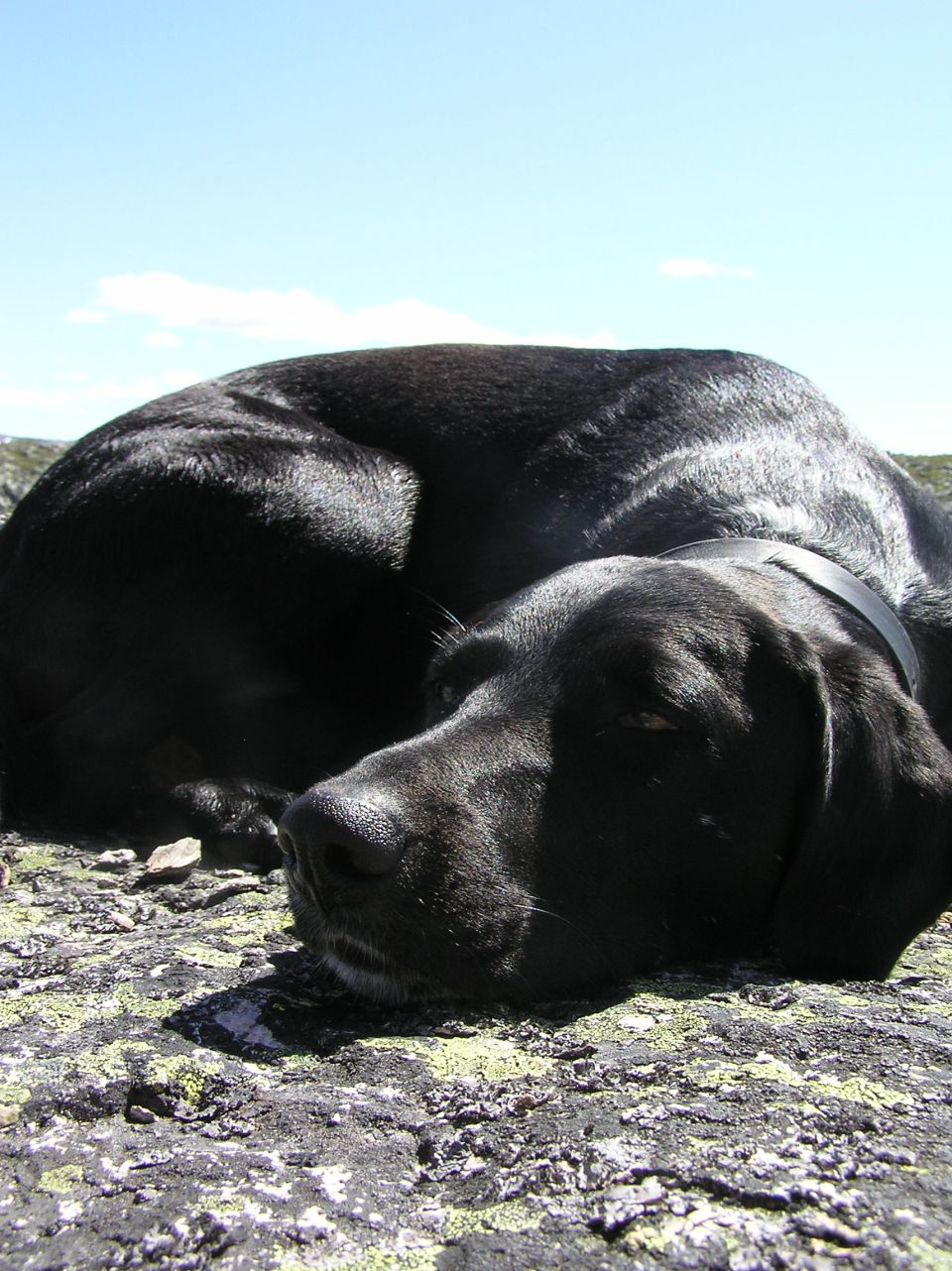 Black dog sleeping on rocks under a blue sky