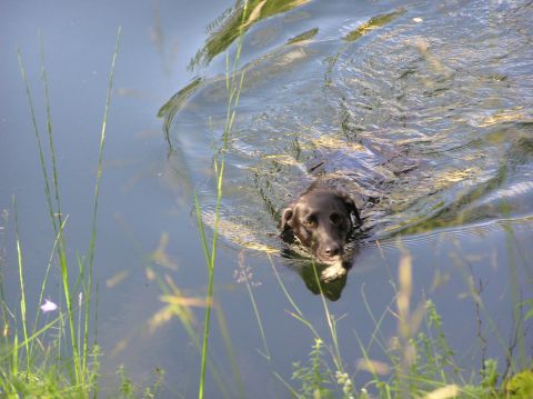 1989 Ford Bronco - A dog paddles through the water, with grass and plants visible along the edge.