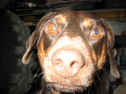 1987 Suzuki Samurai - A dog's face is the main subject, with a large tire and vehicle undercarriage visible in the background.
