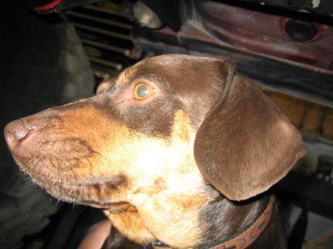 1987 Suzuki Samurai - A brown and tan dachshund dog is shown in profile, with the interior of a vehicle in the background.