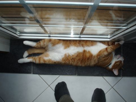 1996 Ford Bronco - Cat enjoying a nap on the floor, with its reflection visible in the glass panel overhead.