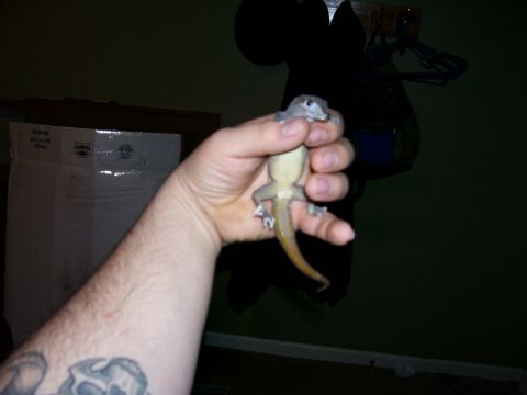 1996 Ford Bronco - A person holds a small lizard in their hand, with a box and dark background visible.