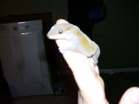 1996 Ford Bronco - A gecko is held on a finger in front of a cardboard box, with a Supermotors logo in the corner.