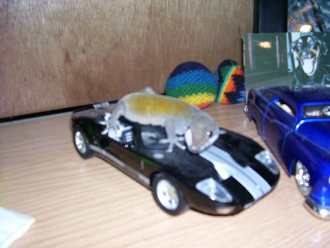 1996 Ford Bronco - A lizard rests on a black toy car, with a blue toy car visible to the right.