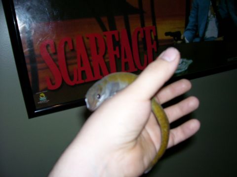 1996 Ford Bronco - A gecko is held in a hand with a Scarface movie poster behind it.