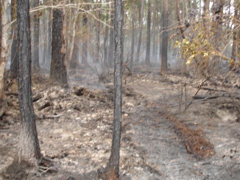 1989 Ford Bronco - The aftermath of a forest fire, with charred trees and smoky haze.