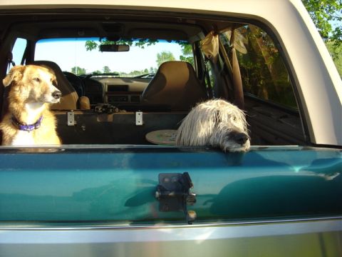 1996 Ford Bronco - Two dogs are visible inside a vehicle's interior, looking out.