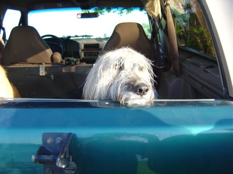 1996 Ford Bronco - A shaggy dog peeks over the back of a teal vehicle, looking out from the interior.