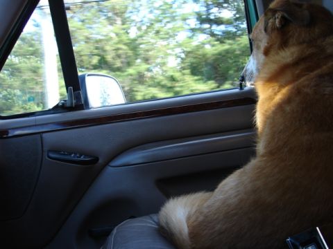 1996 Ford Bronco - Dog enjoys the scenery from inside the car.