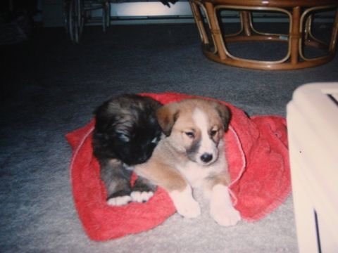 1996 Ford Bronco - Two young dogs are snuggled together on a red towel, looking relaxed in a home environment.