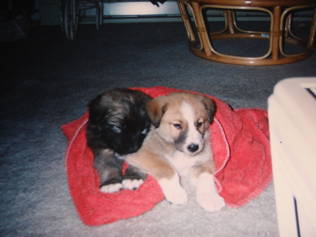 Two puppies, one dark and one tan with white markings, resting on a red towel indoors