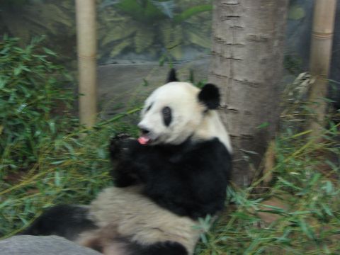 1991 Ford Bronco - Panda bear sits in a bamboo forest, holding food in its paws.