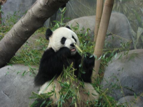 1991 Ford Bronco - A panda enjoys a meal of fresh bamboo shoots amidst its natural-looking habitat.