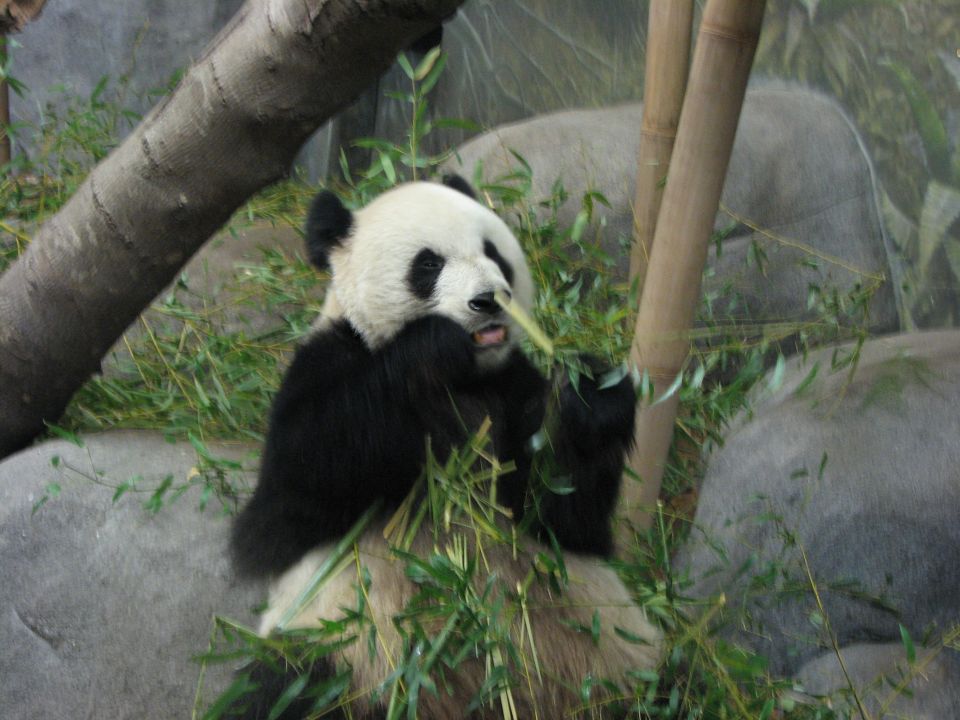 Panda sitting and eating bamboo stalks in a grassy enclosure with rocks and logs