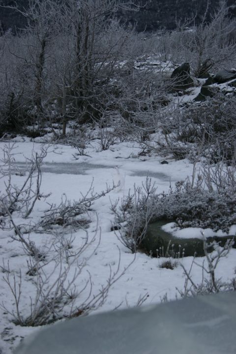 2003 Jeep TJ - Winter scene with frosted vegetation and snow-covered ground.