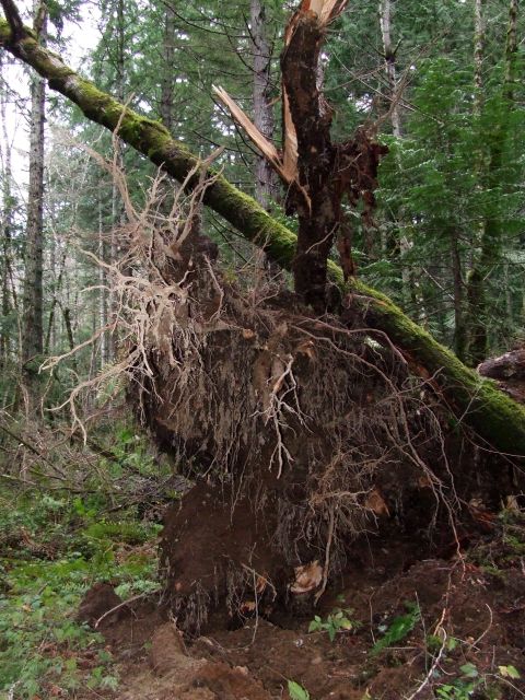 1979 Ford Bronco - A large tree has been uprooted, revealing its extensive root system in the forest floor.