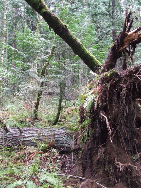 1979 Ford Bronco - A fallen tree with its roots exposed lies in a dense forest, surrounded by greenery and other fallen logs.