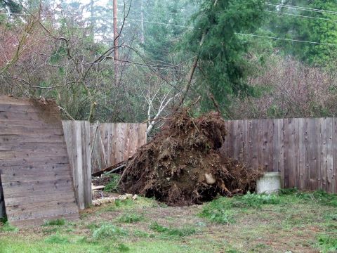 1979 Ford Bronco - A large tree has been uprooted and lies on the ground next to a wooden fence.