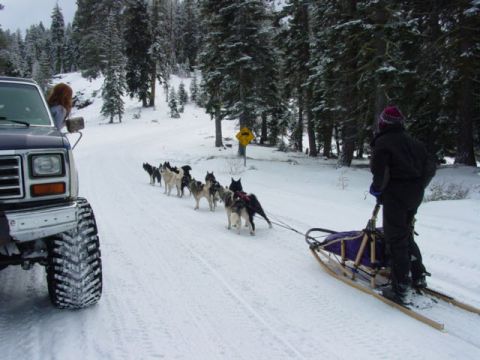 1986 Ford Bronco - A dog sled team pulls a sled down a snowy road, with a Ford Bronco visible on the left.
