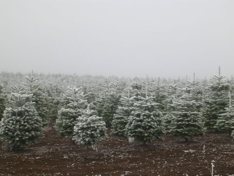 1996 Ford Probe - A foggy day blankets a field of frosted Christmas trees.