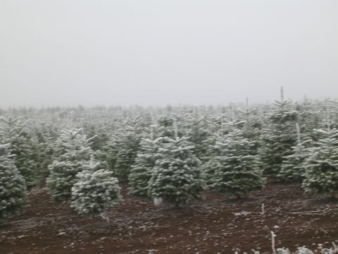 1996 Ford Probe - A frosty landscape of fir trees suggests a Christmas tree farm in winter.