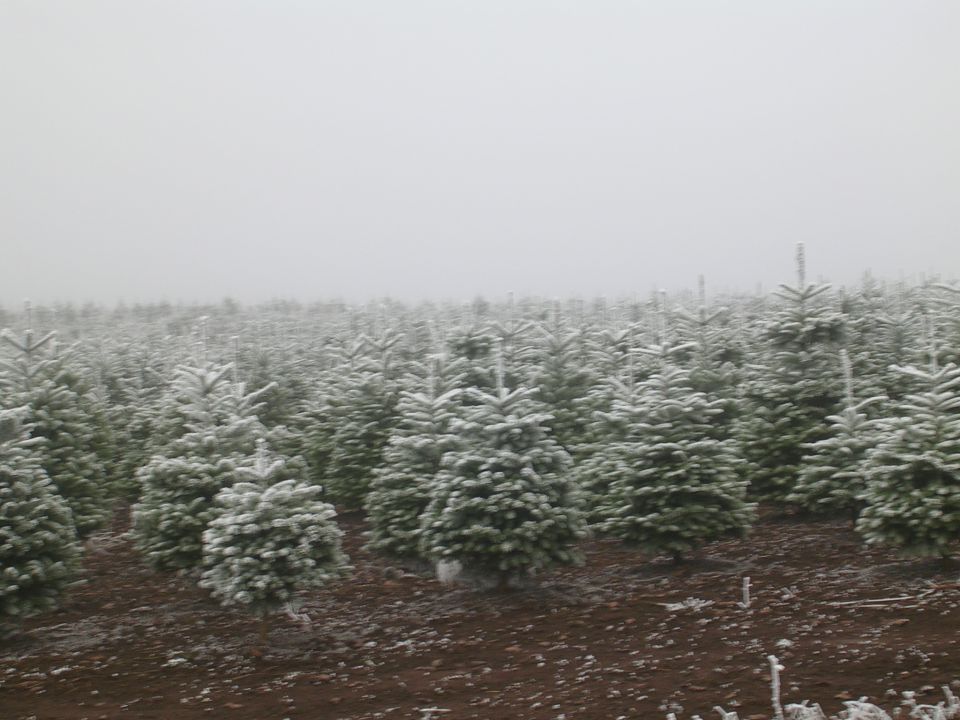 Field of young fir trees covered in frost under a grey sky