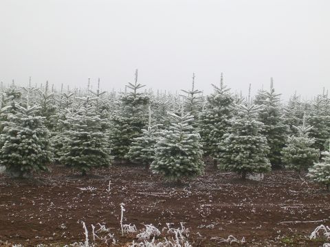 1996 Ford Probe - A field of young Christmas trees covered in frost under a hazy sky.