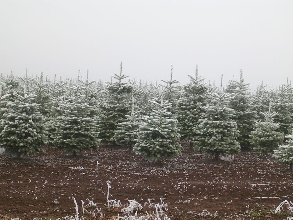 Rows of frosted Christmas trees on a misty day