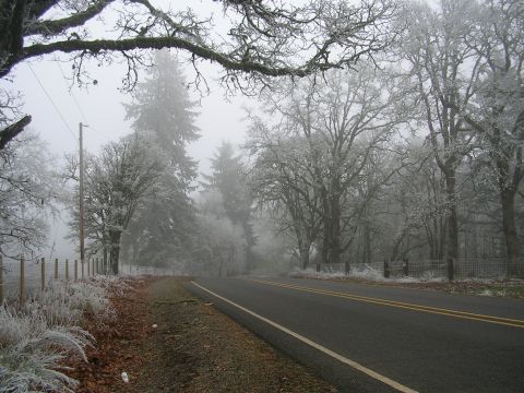 1996 Ford Probe - A desolate road winds through frosted trees on a foggy morning.