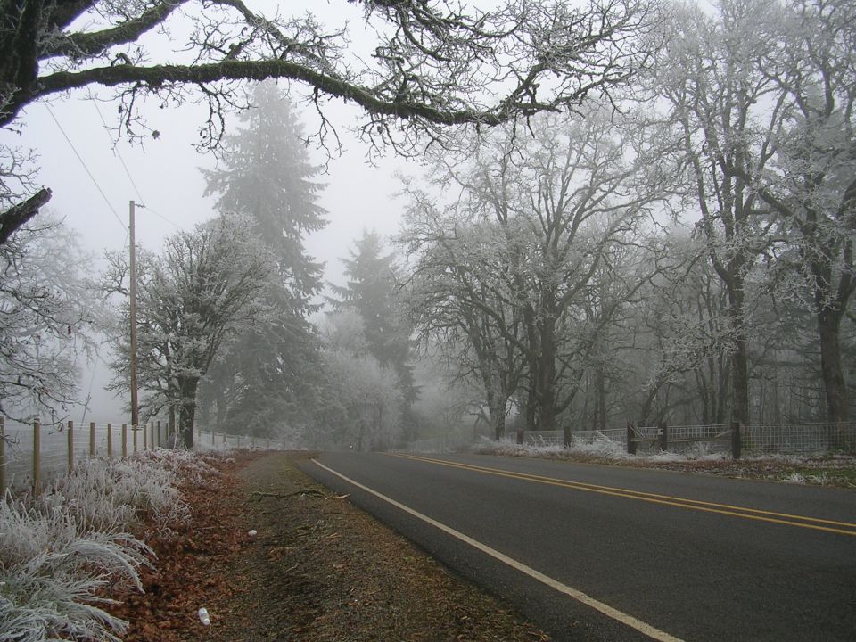 Rural road on a foggy, frosted morning with trees lining the side