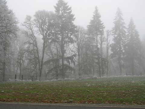 1996 Ford Probe - A misty winter day creates a landscape with frosted trees bordering a green field and a paved road.