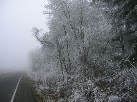 1996 Ford Probe - A foggy day with trees along the roadside covered in frost.