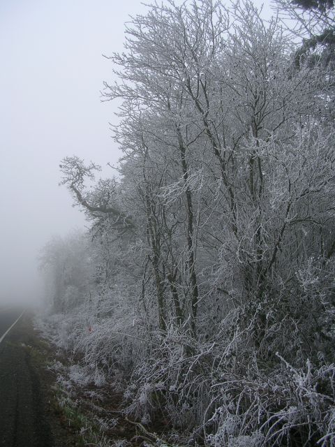 1996 Ford Probe - A desolate road disappears into fog, bordered by trees heavily coated in frost.