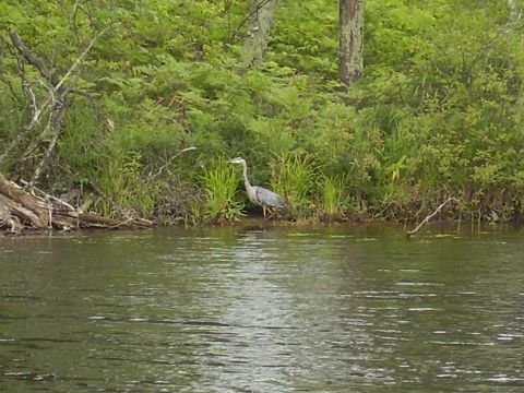 1996 Ford F-150 - A great blue heron stands near the water's edge, surrounded by lush greenery.