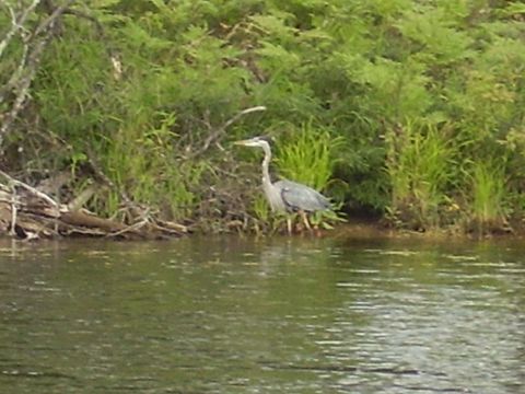 1996 Ford F-150 - A Great Blue Heron stands near the water's edge among tall grasses.