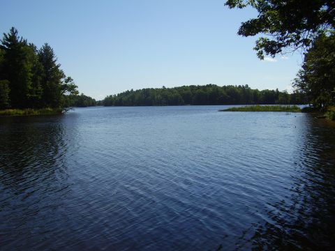 1996 Ford F-150 - A wide shot of a tranquil lake with lush green trees lining the distant shore under a bright blue sky.