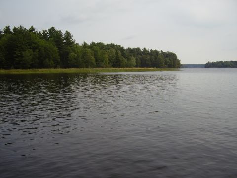 1996 Ford F-150 - A wide shot of a lake with a tree line in the background under an overcast sky.