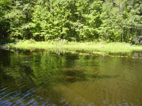 1996 Ford F-150 - A body of water reflects the surrounding trees and sky, with lily pads scattered on the surface.