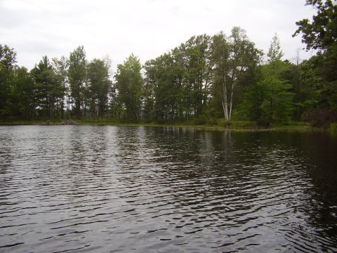 1996 Ford F-150 - A tranquil scene of a lake surrounded by lush green trees under an overcast sky.