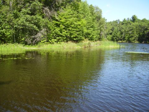 1996 Ford F-150 - A tranquil lake scene with lush green trees lining the shore under a clear blue sky.
