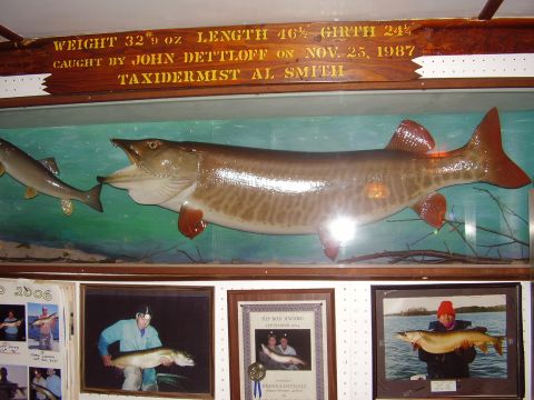 1996 Ford F-150 - A display case features a large taxidermied fish, with a wooden plaque above and framed photos below.