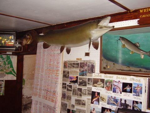 1996 Ford F-150 - Interior scene with mounted fish and a display board of fishing photos from 2006.