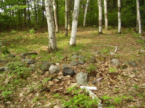 1996 Ford F-150 - A natural scene in a forest clearing, birch trees and a circle of rocks.
