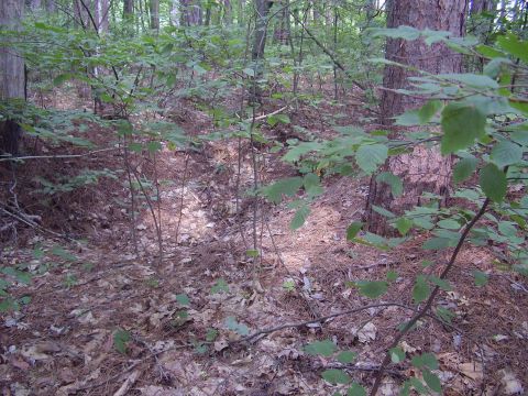 1996 Ford F-150 - A wooded area with dense undergrowth and pine trees. The ground is covered with pine needles and fallen leaves.